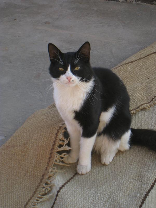 Dahab selectie 2010_01_21 08h52m.jpg - Holy Cat